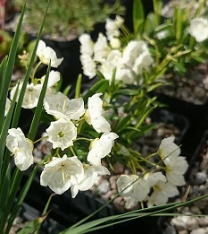 Kalmia polifolia compacta alba - 8cm pot 